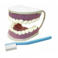 Модель "Гигиена зубов" / артикул 4288 - ООО Александрит. 