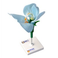 Модель цветка гороха / артикул 6442 - ООО Александрит. 
