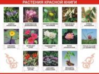 Таблица демонстрационная "Растения Красной книги" (винил 70х100) / артикул 9491 - ООО Александрит. 