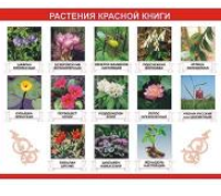 Таблица демонстрационная "Растения Красной книги" (винил 100х140) / артикул 9490 - ООО Александрит. 