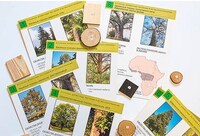 Коллекция "Древесные растения и их распространение" (демонстрационная) /арт. 7744 (Ст) - ООО Александрит.