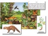 Магнитный плакат-аппликация "Лес: биоразнообразие и взаимосвязи в сообществе"  / артикул 10092 - ООО Александрит. 