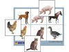 Лото "Домашние животные" (4 планшета, 24 карточки, цветное, ламинированное.)/ артикул 10868  - ООО Александрит. 