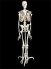 Скелет человека на подставке (170 см.) / артикул 5438 - ООО Александрит. 