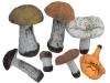 Набор муляжей грибов / артикул 6324 - ООО Александрит. 