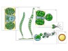Модель-аппликация "Размножение многоклеточной водоросли" (ламинированная) / артикул 7946 - ООО Александрит. 