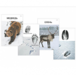 Комплект дидактических карточек "Следы на снегу" / артикул 16239 - ООО Александрит. 