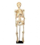 Скелет человека на штативе (85 см.) / артикул 2325 - ООО Александрит. 