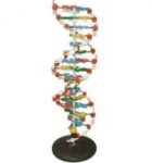 Модель структуры ДНК (разборная) / артикул 4551 - ООО Александрит. 