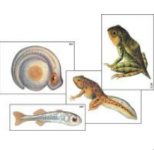 Модель-аппликация "Развитие костной рыбы и лягушки" (ламинированная) / артикул 6236 - ООО Александрит. 