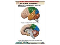 Рельефная таблица "Доли полушарий головного мозга" (формат А1, матовое ламинир.) / артикул 7298 - ООО Александрит. 