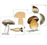Модель-аппликация "Размножение шляпочного гриба" (ламинированная) / артикул 8070 - ООО Александрит. 