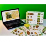 Коллекция натурально-интерактивная "Шишки, плоды, семена деревьев и кустарников"/ артикул 13702 - ООО Александрит. 