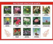 Таблица демонстрационная "Растения Красной книги" (винил 100х140) / артикул 9490 - ООО Александрит. 