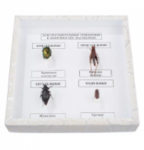 Коллекция энтомологическая "Приспособительные изменения в конечностях насекомых"	 - ООО Александрит. 