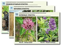 Гербарий фотографический "Сельскохозяйственные растения России" /арт. 7577 (Ст) - ООО Александрит. 