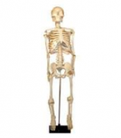 Скелет человека на штативе (85 см.) / артикул 2325 - ООО Александрит. 