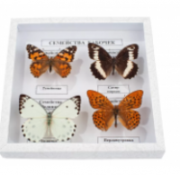 Коллекция энтомологическая "Семейство бабочек"	 - ООО Александрит. 