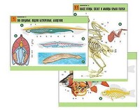 Комплект таблиц по биологии дем. "Зоология 2" (16 табл., формат А1, лам.) /арт. 6623 (Ст) - ООО Александрит. 