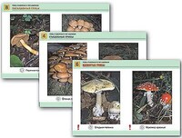 Комплект таблиц раздат. "Грибы съедобные и несъедобные" (цвет., лам., А4, 8 шт.) /арт. 7752 (Ст) - ООО Александрит. 