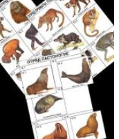 Комплект дидактических карточек: "Систематика и экология млекопитающих" (96 шт., цвет., лам.) / артикул 4411 - ООО Александрит. Производственно-торговая компания
