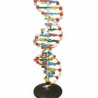 Модель структуры ДНК (разборная) / артикул 4551 - ООО Александрит. 