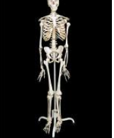 Скелет человека на подставке (170 см.) / артикул 5438 - ООО Александрит. 