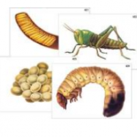 Модель-аппликация "Развитие насекомых с полным и неполным превращением" (ламинированная) / артикул 6238 - ООО Александрит. 