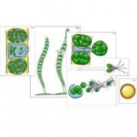 Модель-аппликация "Размножение многоклеточной водоросли" (ламинированная) / артикул 7946 - ООО Александрит. 