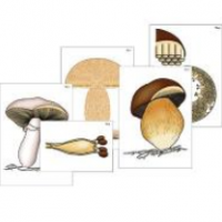 Модель-аппликация "Размножение шляпочного гриба" (ламинированная) / артикул 8070 - ООО Александрит. 