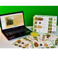 Коллекция натурально-интерактивная "Шишки, плоды, семена деревьев и кустарников"/ артикул 13702 - ООО Александрит. 