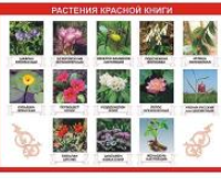 Таблица демонстрационная "Растения Красной книги" (винил 70х100) / артикул 9491 - ООО Александрит. 