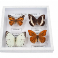 Коллекция энтомологическая "Семейство бабочек"	 - ООО Александрит. 