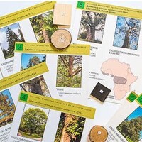 Коллекция "Древесные растения и их распространение" (демонстрационная) /арт. 7744 (Ст) - ООО Александрит. 